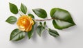 a single yellow rose with green leaves on a white background with a shadow of the petals and leaves on the side of the image is a Royalty Free Stock Photo