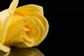 Single yellow rose isolated on black background, place for text, close up. Royalty Free Stock Photo