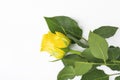 Single yellow rose isolated on white background. Flower. Copy space Royalty Free Stock Photo