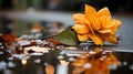 a single yellow rose laying on the ground with rain drops on it Royalty Free Stock Photo