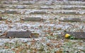 Single yellow rose lying on commemorative stones