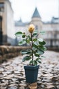 a single yellow rose plant in a pot on a cobblestone street Royalty Free Stock Photo