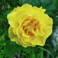 Single yellow Rose potrait