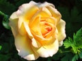 Single yellow rose