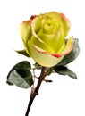 Single Yellow Rose on White Background Royalty Free Stock Photo