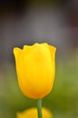 Single Yellow Royal Tulip Show Royalty Free Stock Photo