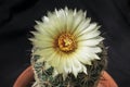 Single Yellow Sea Urchin Coryphantha radians Cactus Flower Royalty Free Stock Photo