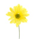 Single Yellow Shasta Daisy Royalty Free Stock Photo