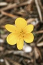 Single yellow small spring flower in a burred background Royalty Free Stock Photo