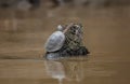 Single Yellow-spotted river turtle Podocnemis unifilis holding onto log in running stream, Bolivia