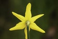 SINGLE YELLOW STAR DAFFODIL FLOWER