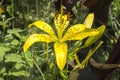 A single Yellow Star Tiger Lily flower in the garden in spring Royalty Free Stock Photo