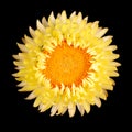 Single yellow strawflower isolated against black