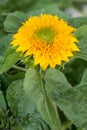 Single Yellow Sunflower in Full Bloom Royalty Free Stock Photo