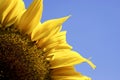 Single yellow sunflower