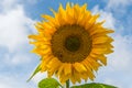 Single yellow sunflower against blue sky Royalty Free Stock Photo