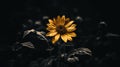 a single yellow sunflower on a black background Royalty Free Stock Photo