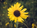 Single Yellow Sunflower, Closeup