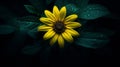 a single yellow sunflower on a dark background Royalty Free Stock Photo