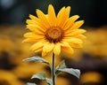 a single yellow sunflower in a field of yellow flowers Royalty Free Stock Photo