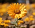 a single yellow sunflower in a field of yellow flowers Royalty Free Stock Photo