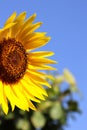 Single yellow close up sunflower in garden outside or outdoor photography with full background Royalty Free Stock Photo