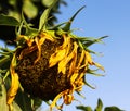 Close-up single yellow sunflower in garden outside or outdoor Royalty Free Stock Photo