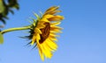 close up single yellow sunflower in garden outside or outdoor photography with full background Royalty Free Stock Photo