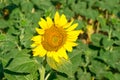 Single yellow sunflower is on green field Royalty Free Stock Photo