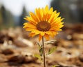 a single yellow sunflower growing in a field