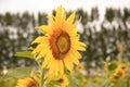 SINGLE YELLOW SUNFLOWER GROWING IN THE FIELD OF FLOWERS, ON A COLD AND CLOUDY MORNING Royalty Free Stock Photo