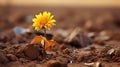 a single yellow sunflower growing in the middle of a field Royalty Free Stock Photo