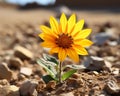 a single yellow sunflower growing out of the ground