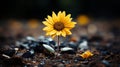 a single yellow sunflower growing out of the ground