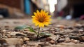 a single yellow sunflower growing out of the ground