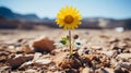 a single yellow sunflower growing out of the ground