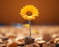 a single yellow sunflower growing out of the ground