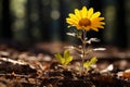a single yellow sunflower growing out of the ground in the forest