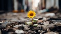 a single yellow sunflower growing out of the ground