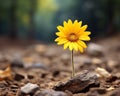 a single yellow sunflower growing out of a rock in the dirt