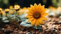 a single yellow sunflower in the middle of a field Royalty Free Stock Photo