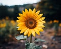 a single yellow sunflower in the middle of a field Royalty Free Stock Photo