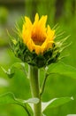 Single isolated yellow sunflower opening its petals Royalty Free Stock Photo