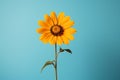a single yellow sunflower in a vase against a blue background Royalty Free Stock Photo