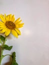 Single yellow sunflower on white background Royalty Free Stock Photo