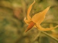 Single Yellow Tomato Flower Macro Royalty Free Stock Photo
