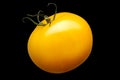Single yellow tomato isolated on black background Royalty Free Stock Photo