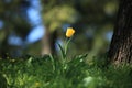 Single yellow tulip in blossoming between the grass Royalty Free Stock Photo