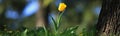 Single yellow tulip in blossoming between the grass Royalty Free Stock Photo