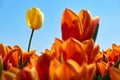 A single yellow tulip in a field with orange tulips Royalty Free Stock Photo